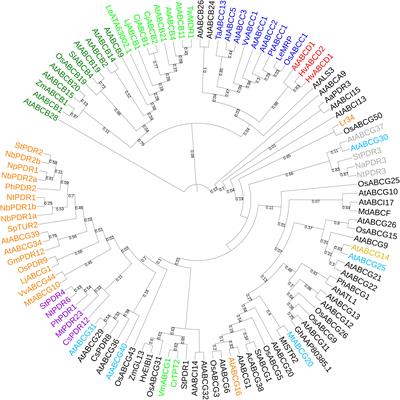 Filling the Gap: Functional Clustering of ABC Proteins for the Investigation of Hormonal Transport in planta